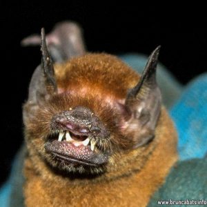Пещерен прилеп (Pteronotus gymnonotus)